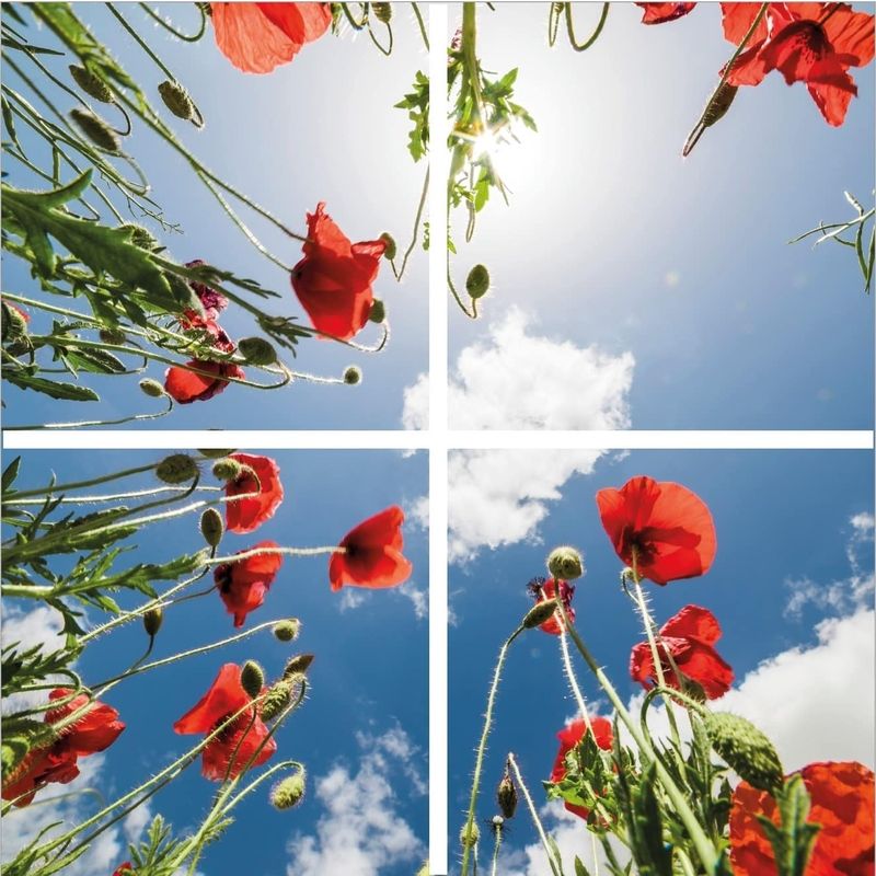 Photo print poppy - set of 4 acrylic plates with print, for 60x60 cm LED panels Photo print poppy - set of 4 acrylic plates with print, for 60x60 cm LED panels