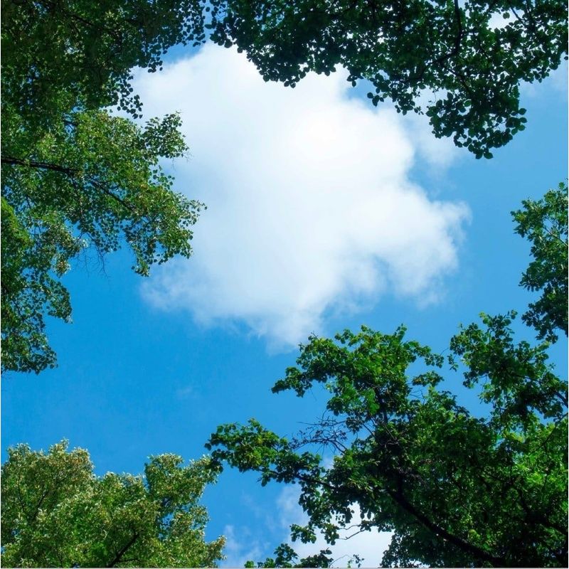 Photo print cloud with forest - 1 acrylic plate with print, for 60x60 cm LED panels