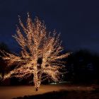 10M black linkable tree light, 10 leds per meter, IP67 - Warm white