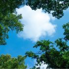 Photo print cloud with forest - 1 acrylic plate with print, for 60x60 cm LED panels