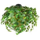 Green flush ceiling light design, Urwa